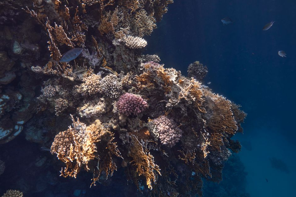 Arrecife de coral en el mar Rojo frente a Marsa Alam
